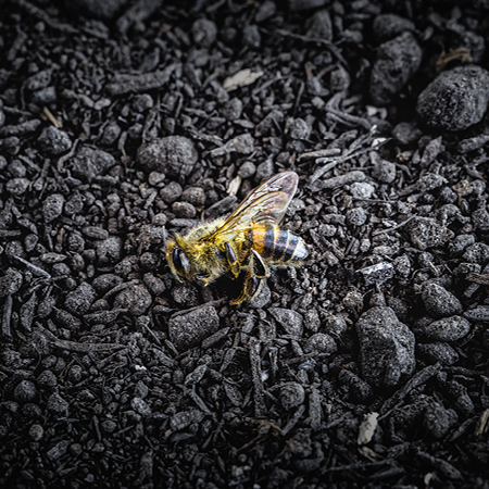 Illustration of a honey bee laying on the black dirt